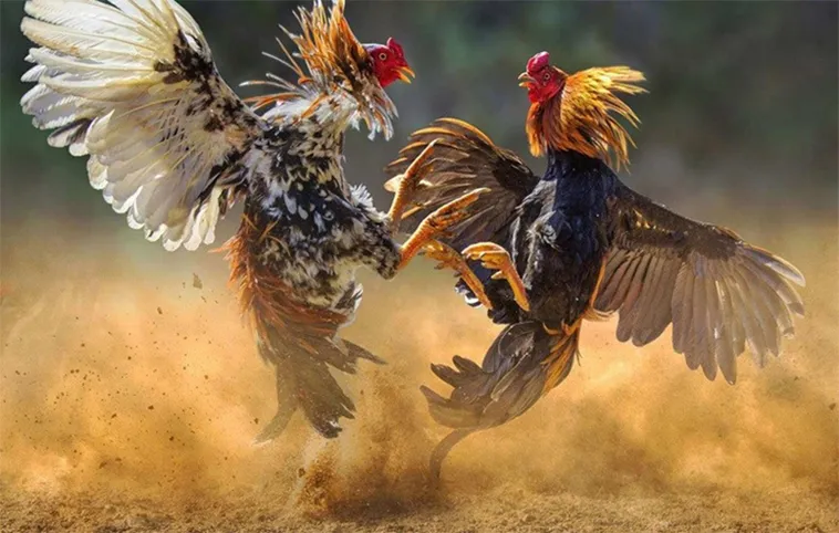 Chơi Đá Gà WS168 Tại BY88 Hiệu Quả Nhất Năm Nay